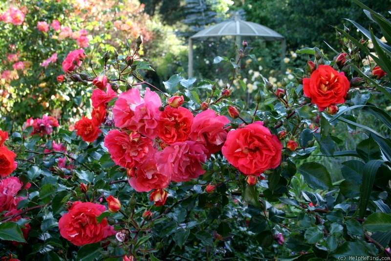 'Brothers Grimm Fairy Tale ™' rose, click to enlarge 'Brothers Grimm Fairy Tale ™' rose photo