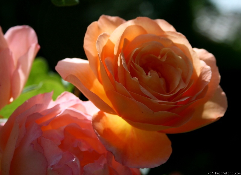 'Lady Emma Hamilton' rose photo