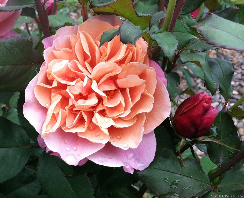 'Distant Drums (Shrub, Buck 1984)' rose photo