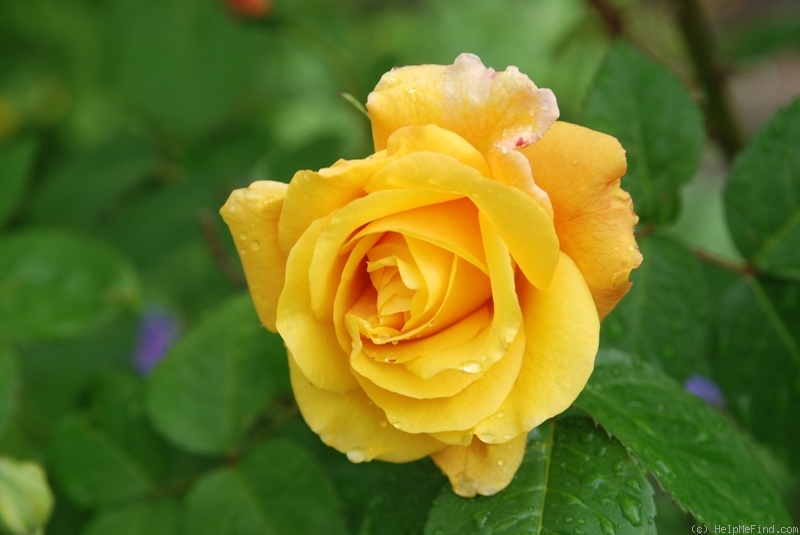 'Postillion ® (shrub, Kordes 1998)' rose photo