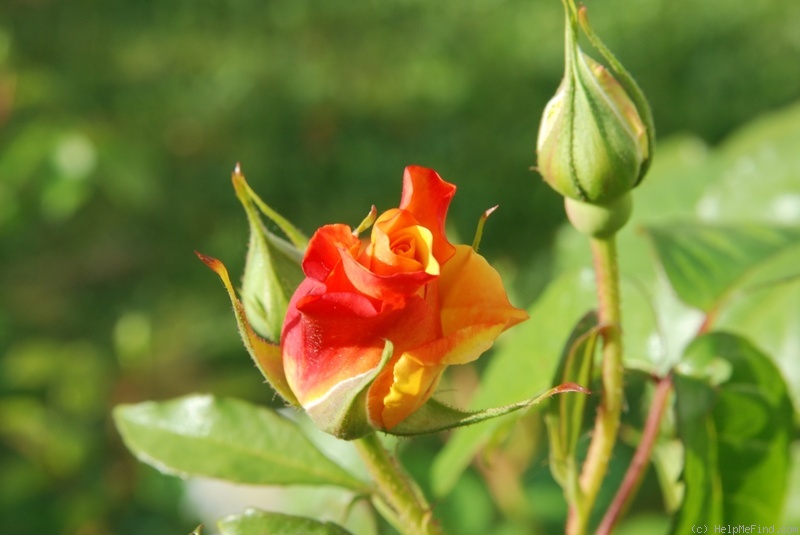 'Postillion ® (shrub, Kordes 1998)' rose photo