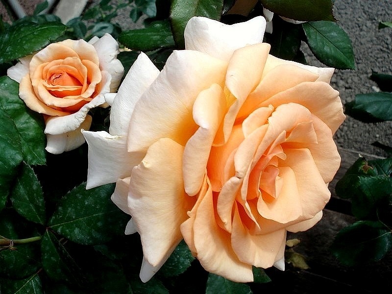 'Clodagh McGredy' rose photo