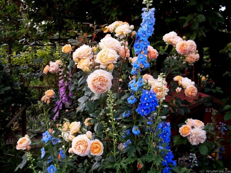 'Crown Princess Margareta ®' rose photo