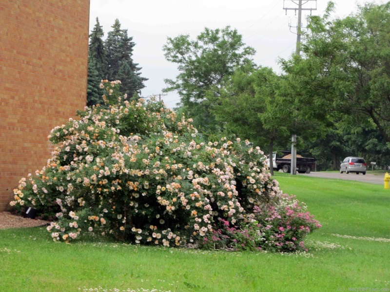 'Above and Beyond™' rose photo