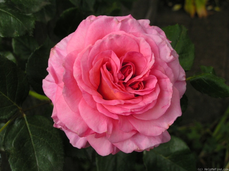 'Aloha (cl. hybrid tea, Boerner before 1949)' rose photo