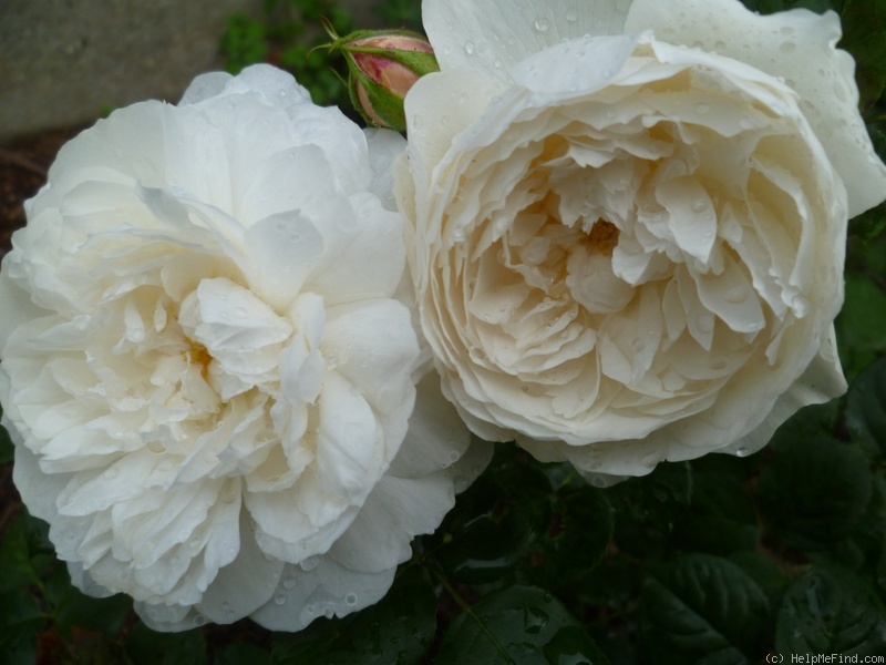 'William and Catherine' rose photo