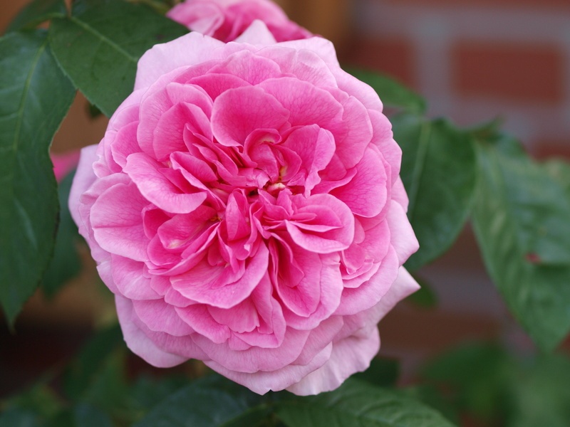 'Gertrude Jekyll ®' rose photo