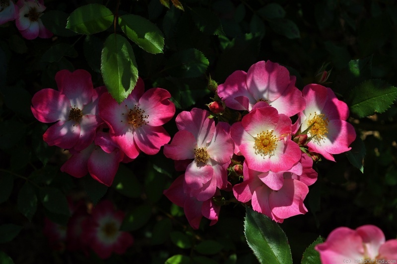 'Bukavu (Hybrid Musk, Lens 1998)' rose photo