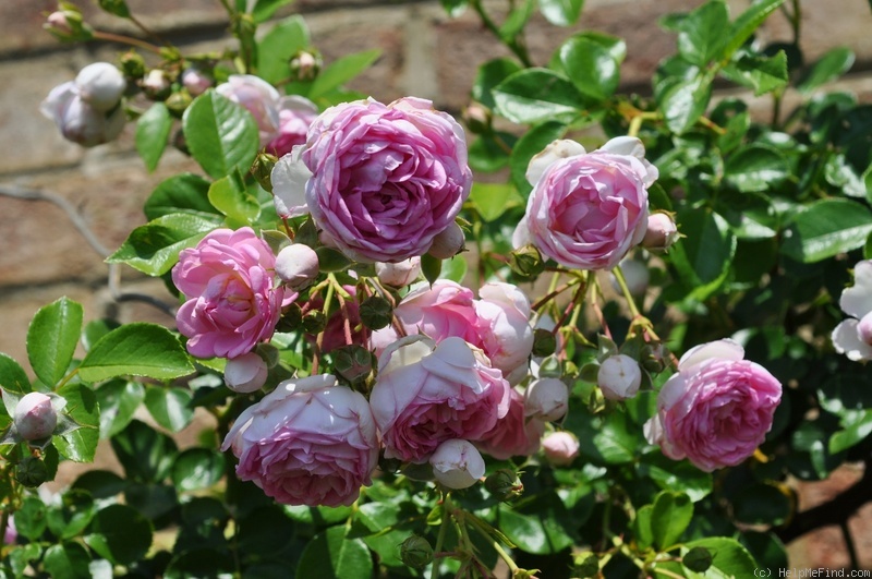 'Jasmina ™ (LCl, Kordes, 1996)' rose photo