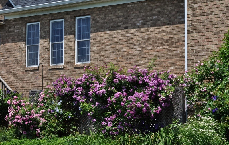 'Marina's Garden. Crawfordville, FL'  photo