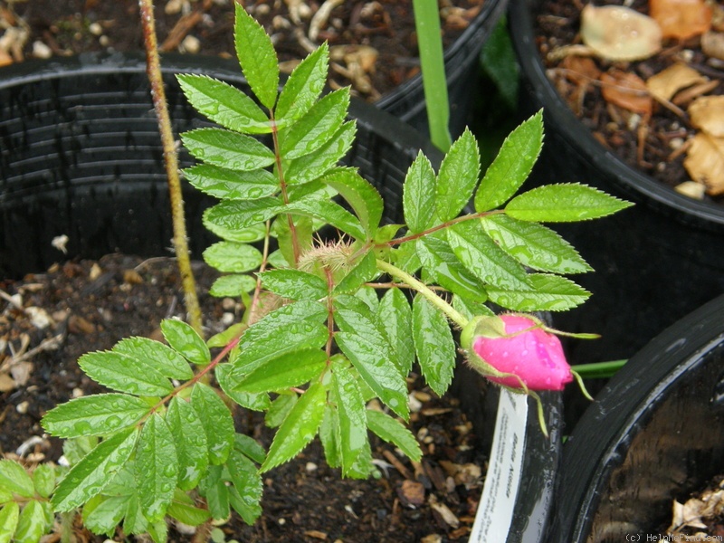 'Bella Nitida' rose photo