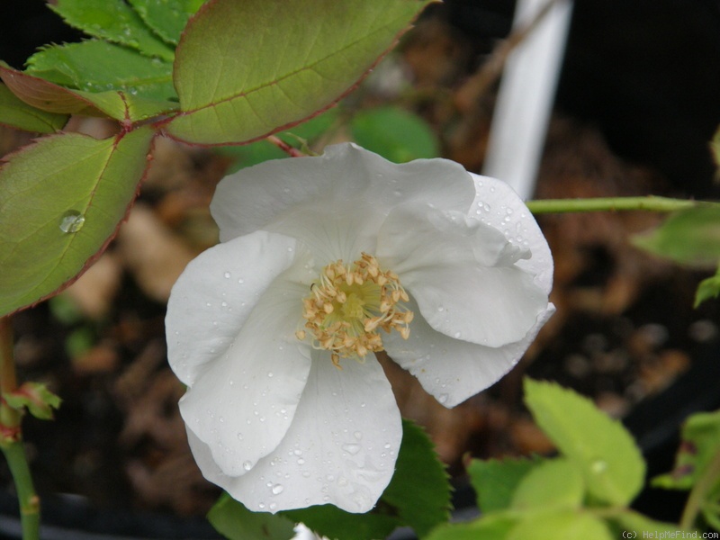 'Paul's Single White Perpetual' rose photo