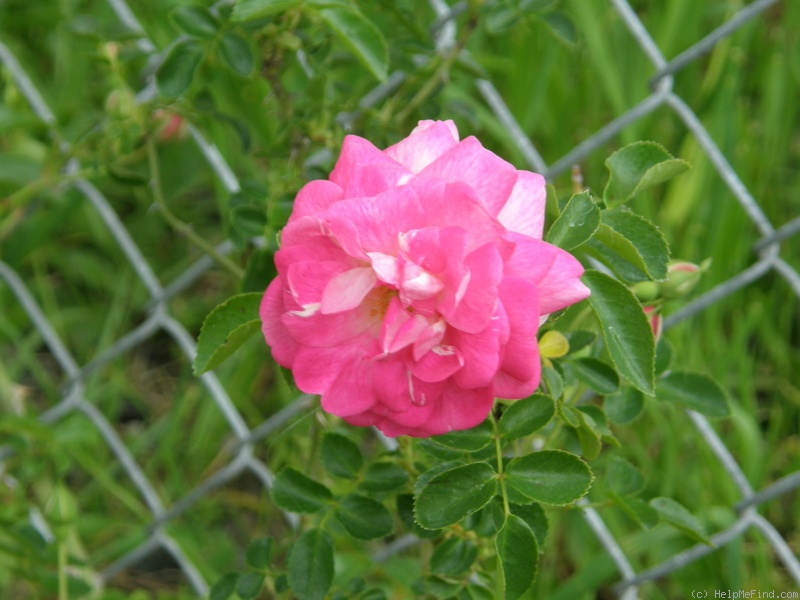 'Vicomtesse de Chabannes' rose photo