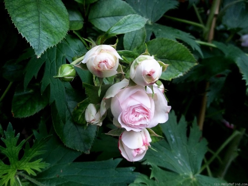 'Mini Eden Rose ®' rose photo