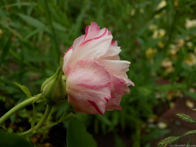'Fortune's Five Color' rose photo