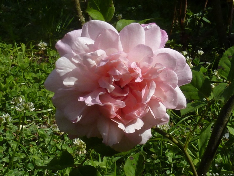 'Gruss an Aachen (Hybrid Tea, Hinner 1909)' rose photo