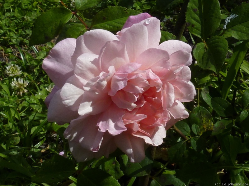 'Gruss an Aachen (Hybrid Tea, Hinner, 1909)' rose photo