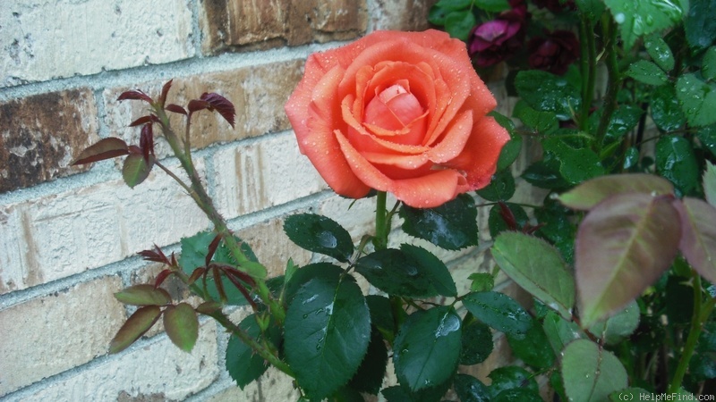 'Tropicana' rose photo