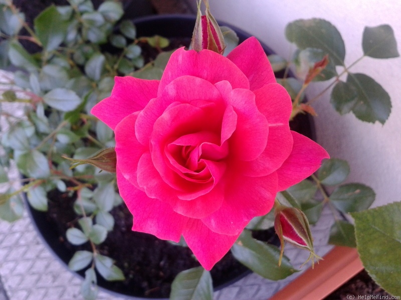 'Elfrid ®' rose photo