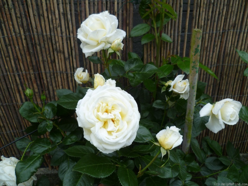 'KORblixmu' rose photo
