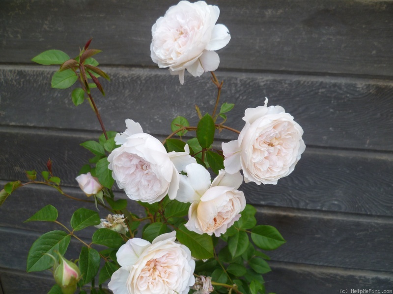 'The Albrighton Rambler' rose photo
