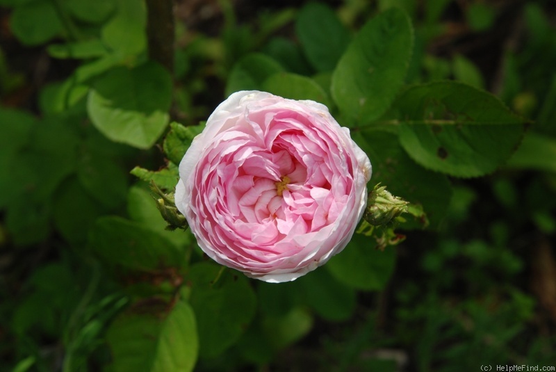 'Duchesse De Montebello (hybrid China, Laffay, 1824)' rose photo