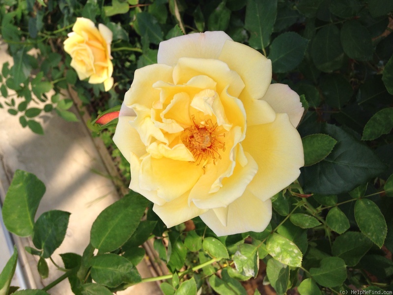 'Roselandia' rose photo