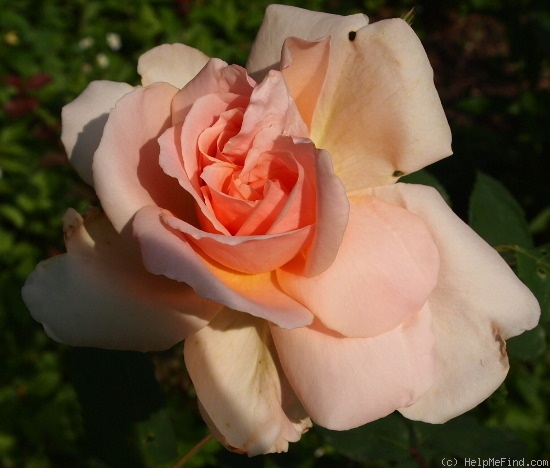 'Belle Cuivrée (Pernetiana, Pernet-Ducher, 1924)' rose photo