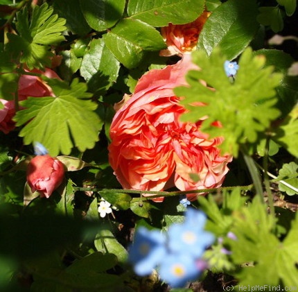 'Chippendale ®' rose photo