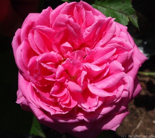 'Comtesse Henriette Combes' rose, click to enlarge 'Comtesse Henriette Combes' rose photo