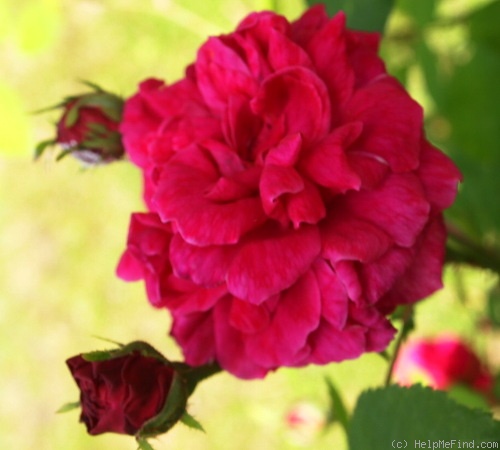 'Deuil de Dr. Reynaud' rose photo