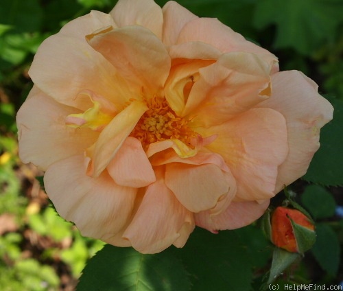 'Independence Day' rose photo
