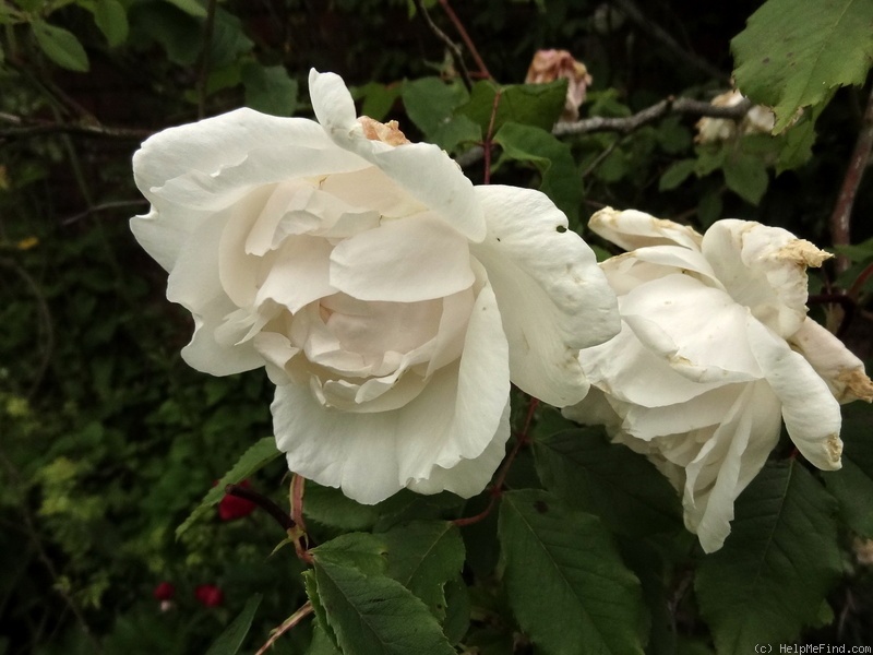 'Madame Alfred Carrière (noisette, Schwartz 1875)' rose, click to enlarge 'Madame Alfred Carrière (noisette, Schwartz 1875)' rose photo