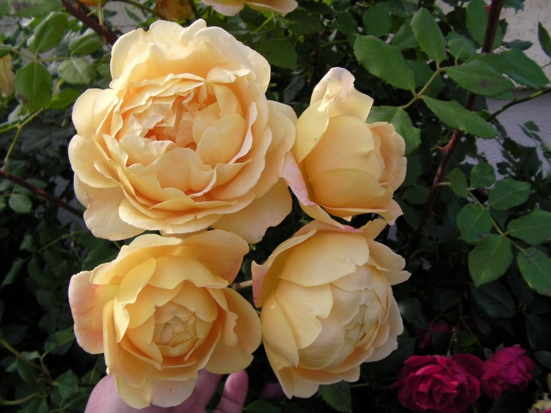 'Golden Celebration ™' rose photo