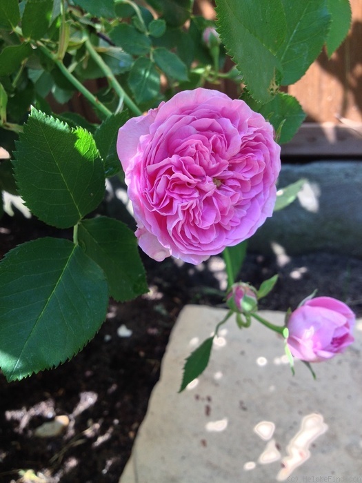 'Louise Odier (Bourbon, Margottin, 1851)' rose, click to enlarge 'Louise Odier (Bourbon, Margottin, 1851)' rose photo