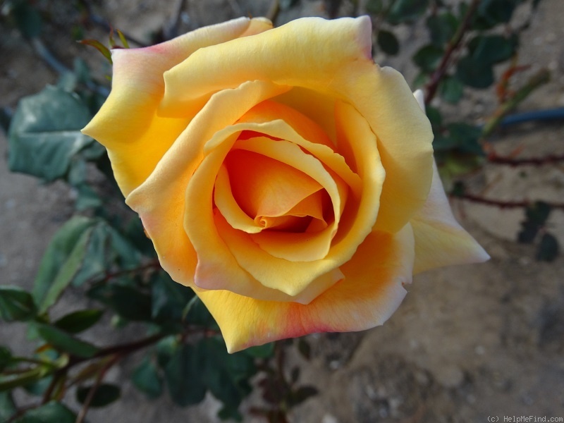 'Caramel Creme' rose photo