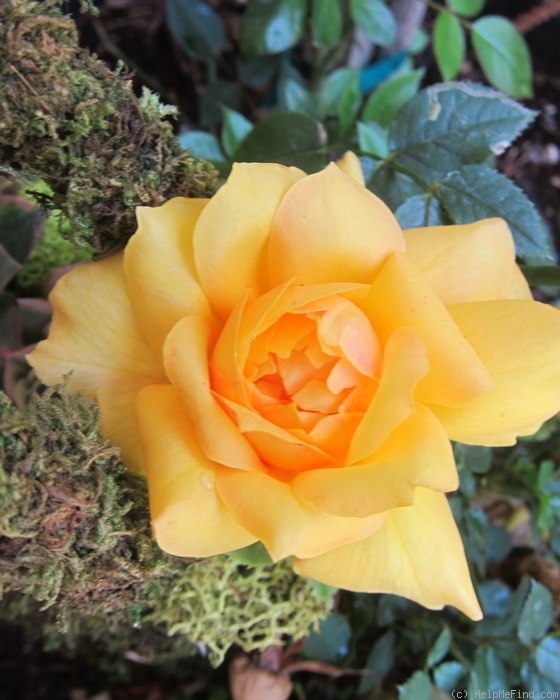 'Gold Glow' rose photo
