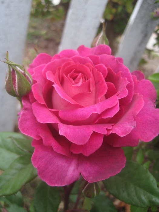 'JC's Rose' rose photo