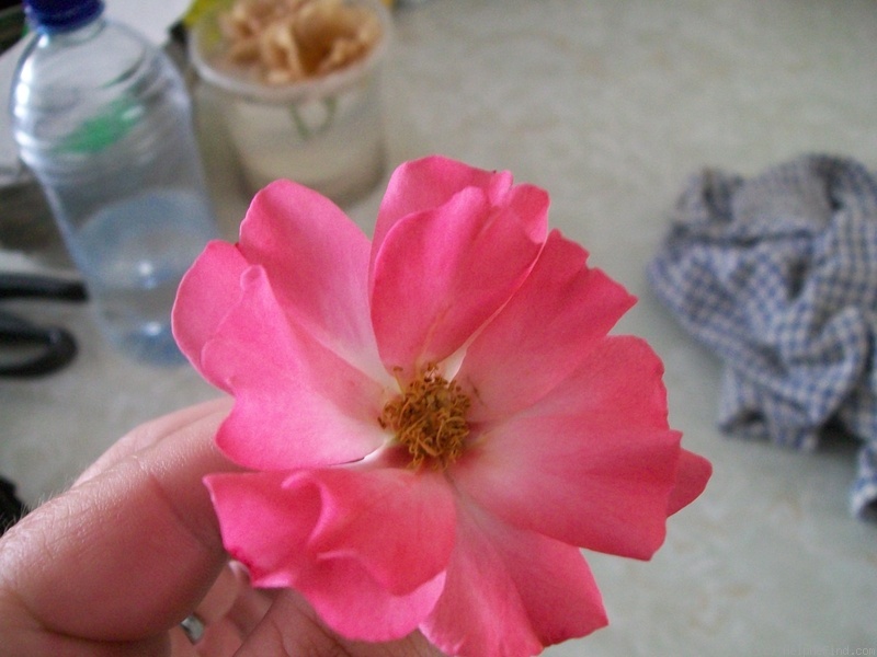 'Pink Nature' rose photo