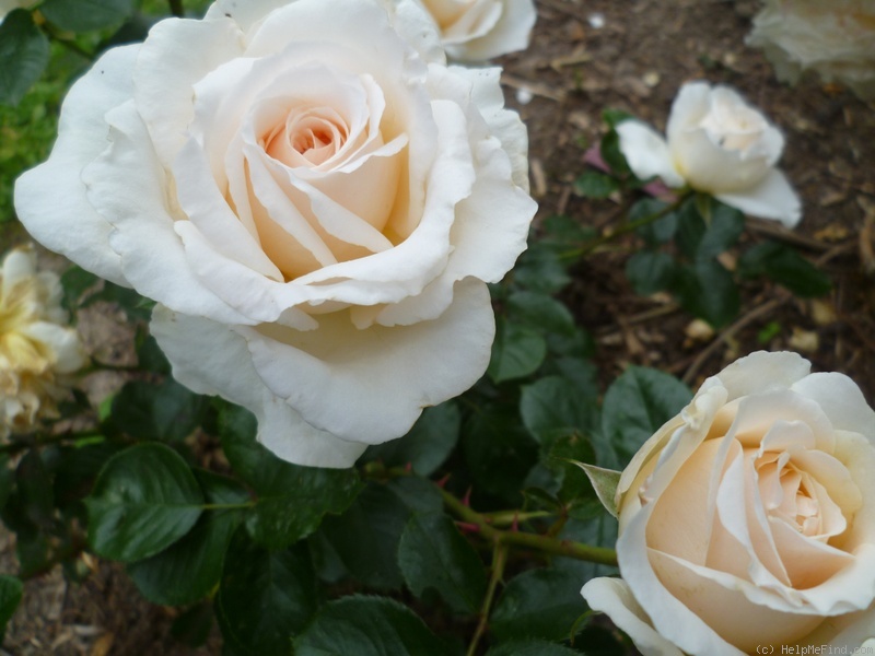 'Cream Abundance' rose photo