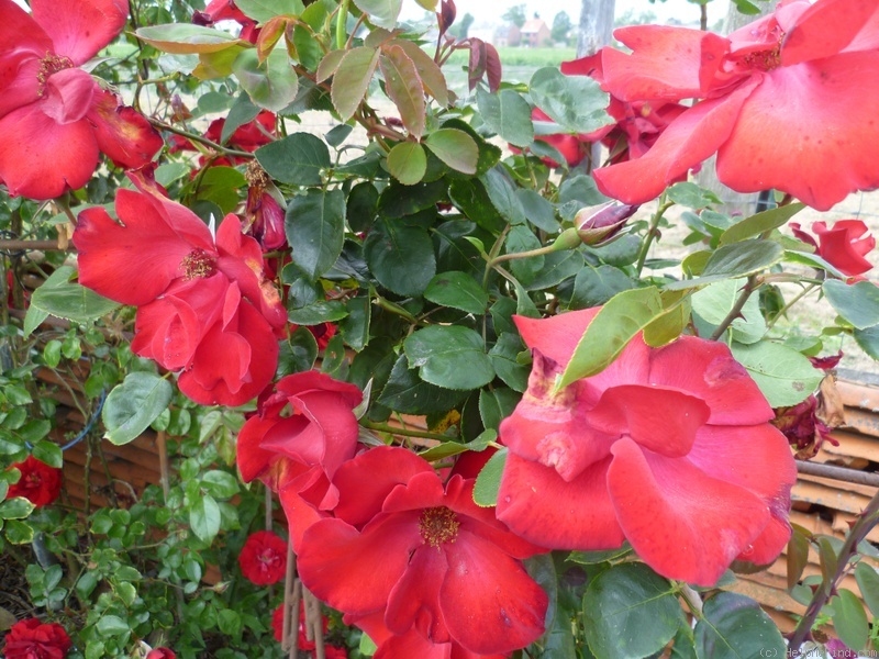 'Altissimo (Large-flowered Climber, Delbard-Chabert, 1966)' rose photo