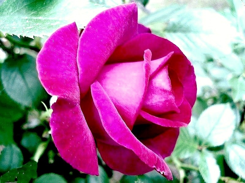 'Violette Parfumée ®' rose photo