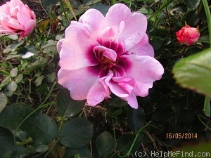 'CHEwdelight' rose photo