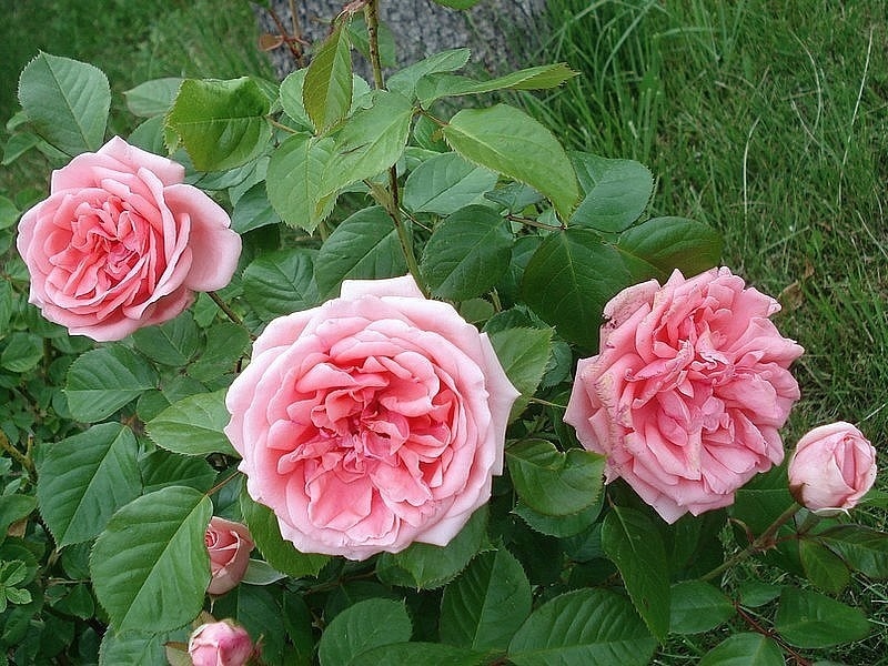 'Kimono ®' rose photo