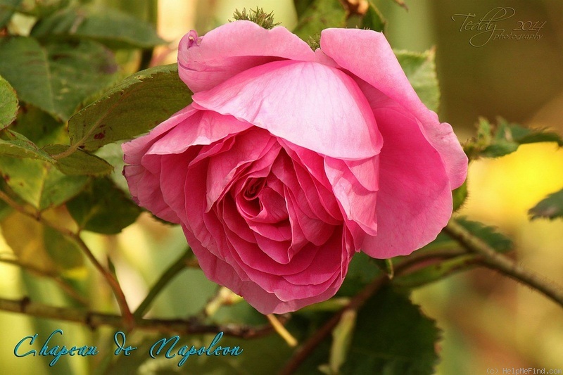 'Châpeau de Napoléon' rose photo