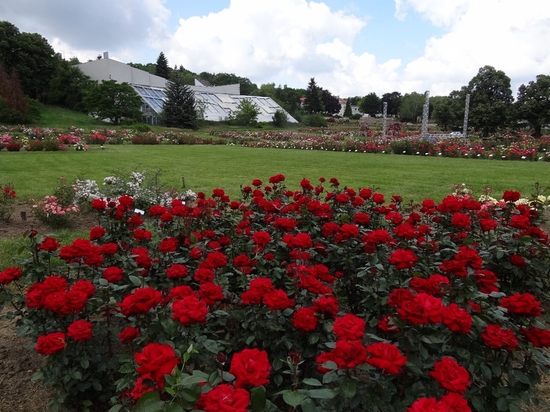 'Rose Garden Budatétény'  photo