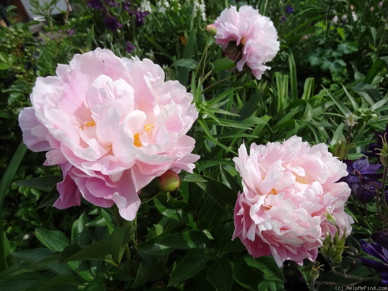 'Catharina Fontijn' peony photo