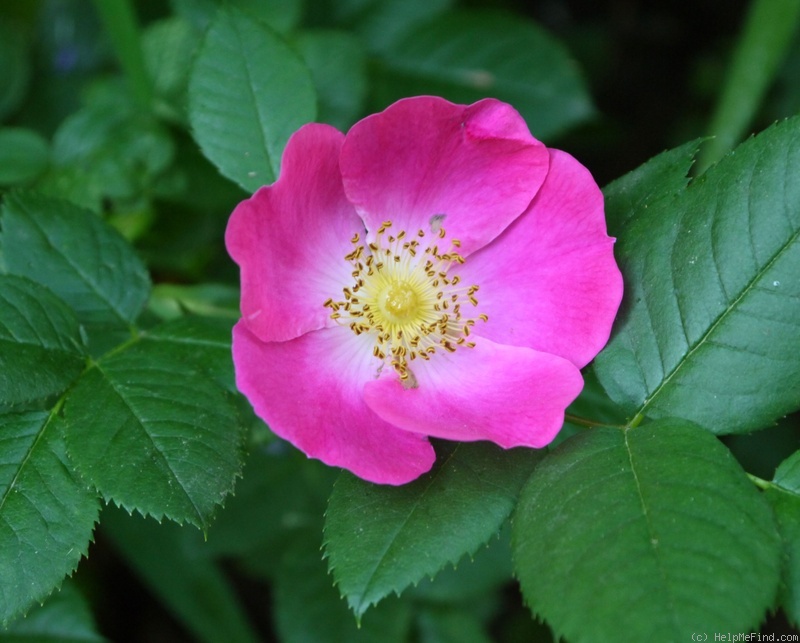 'Kiese' rose photo