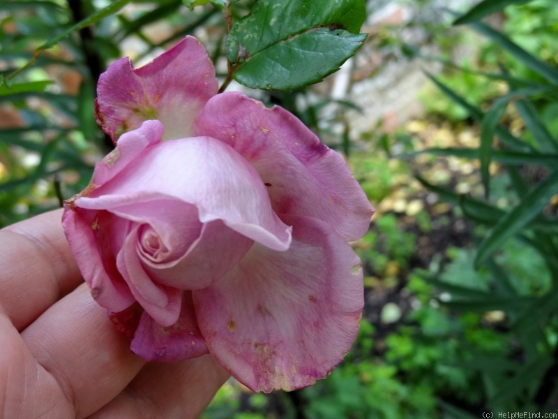 'Madame de Watteville' rose photo