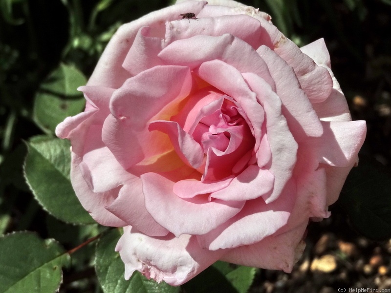 'Lady Sylvia' rose photo